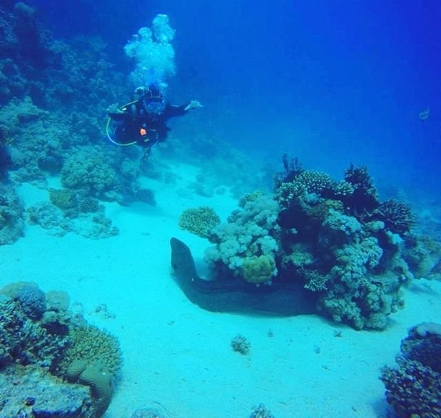 Diving & Island Adventure – The Ultimate Red Sea Experience image 1