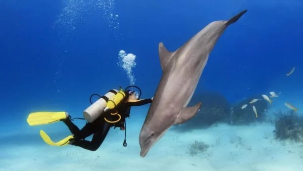 Diving & Island Adventure – The Ultimate Red Sea Experience image 4