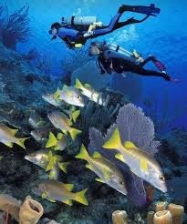 Diving & Island Adventure – The Ultimate Red Sea Experience image 9