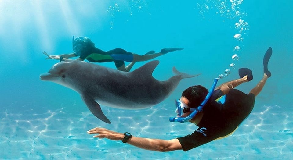 Dolphin House Adventure – Swim with Wild Dolphins in the Red Sea gallery 1