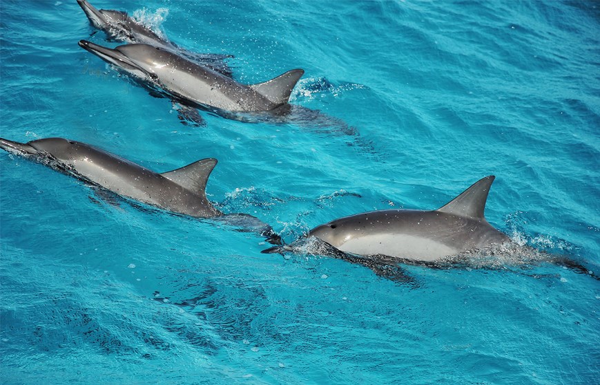 Dolphin House Adventure – Swim with Wild Dolphins in the Red Sea gallery 2