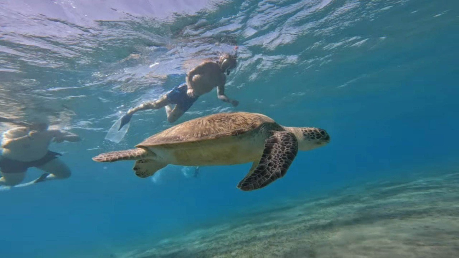 Dolphin House Adventure – Swim with Wild Dolphins in the Red Sea gallery 4