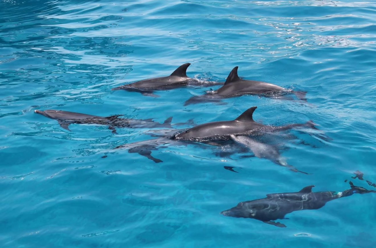 Dolphin House Adventure – Swim with Wild Dolphins in the Red Sea gallery 5