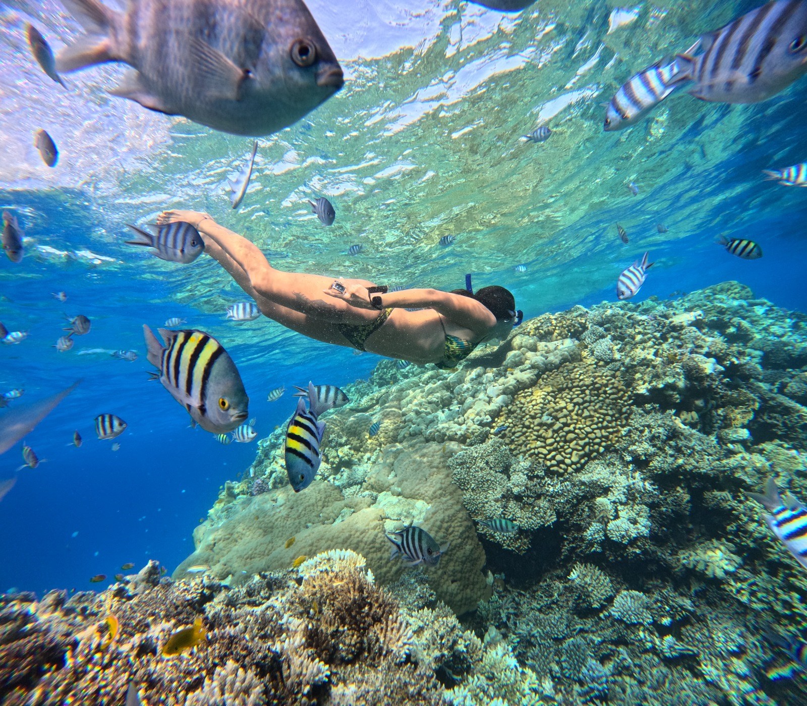 Dolphin House Adventure – Swim with Wild Dolphins in the Red Sea gallery 6