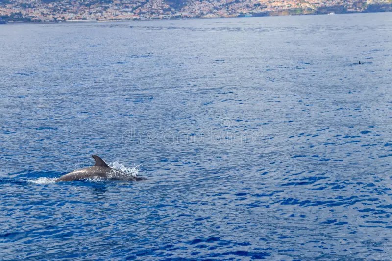 Private Speed Boat Dolphin House Adventure – Luxury Red Sea Escape image 2