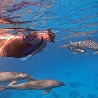 Private Speed Boat Dolphin House Adventure – Luxury Red Sea Escape image 3