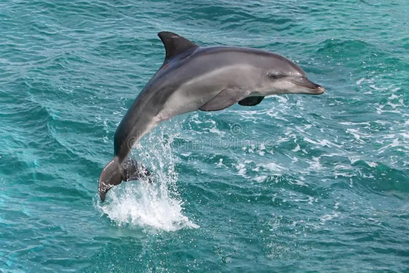 Private Speed Boat Dolphin House Adventure – Luxury Red Sea Escape image 4