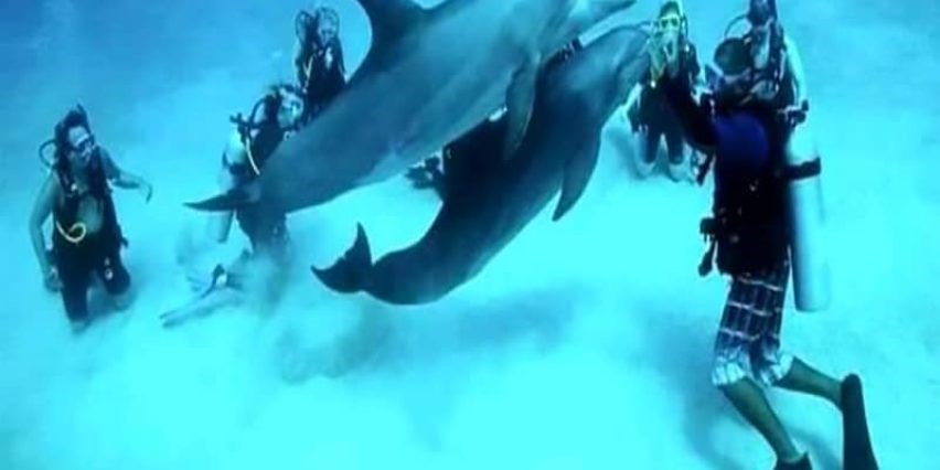 Red Sea Diving Adventure – Explore the Underwater Paradise image 5